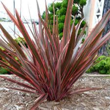 Flax 'Amazing Red' - 1 Gallon - #31150