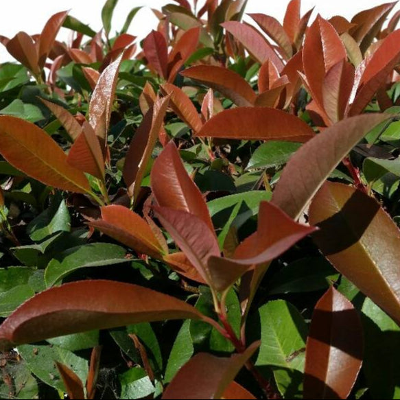 Red Tip Photinia - 5 Gallon - #587