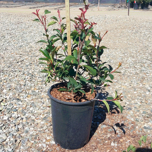 Red Tip Photinia - 5 Gallon - #587