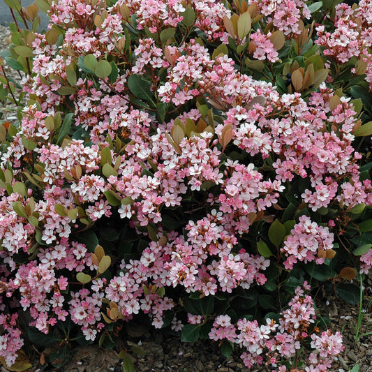 Indian Hawthorn 'Pink Dancer' - 1 Gallon - #3471