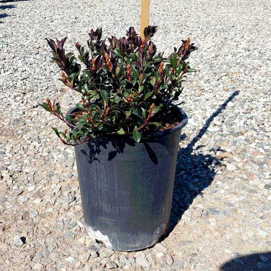 Pink Dancer Indian Hawthorn - 5 Gallon - #408