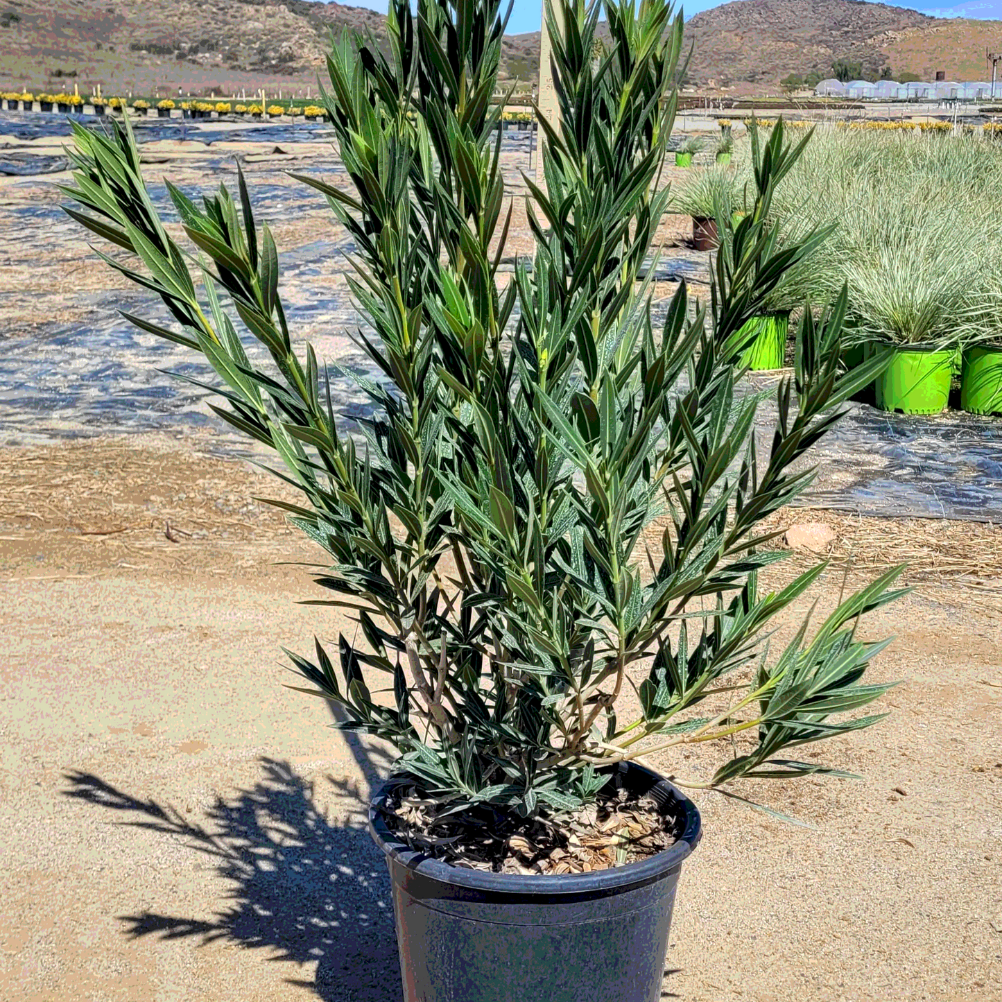 Oleander 'Pink' - 5 Gallon - #405