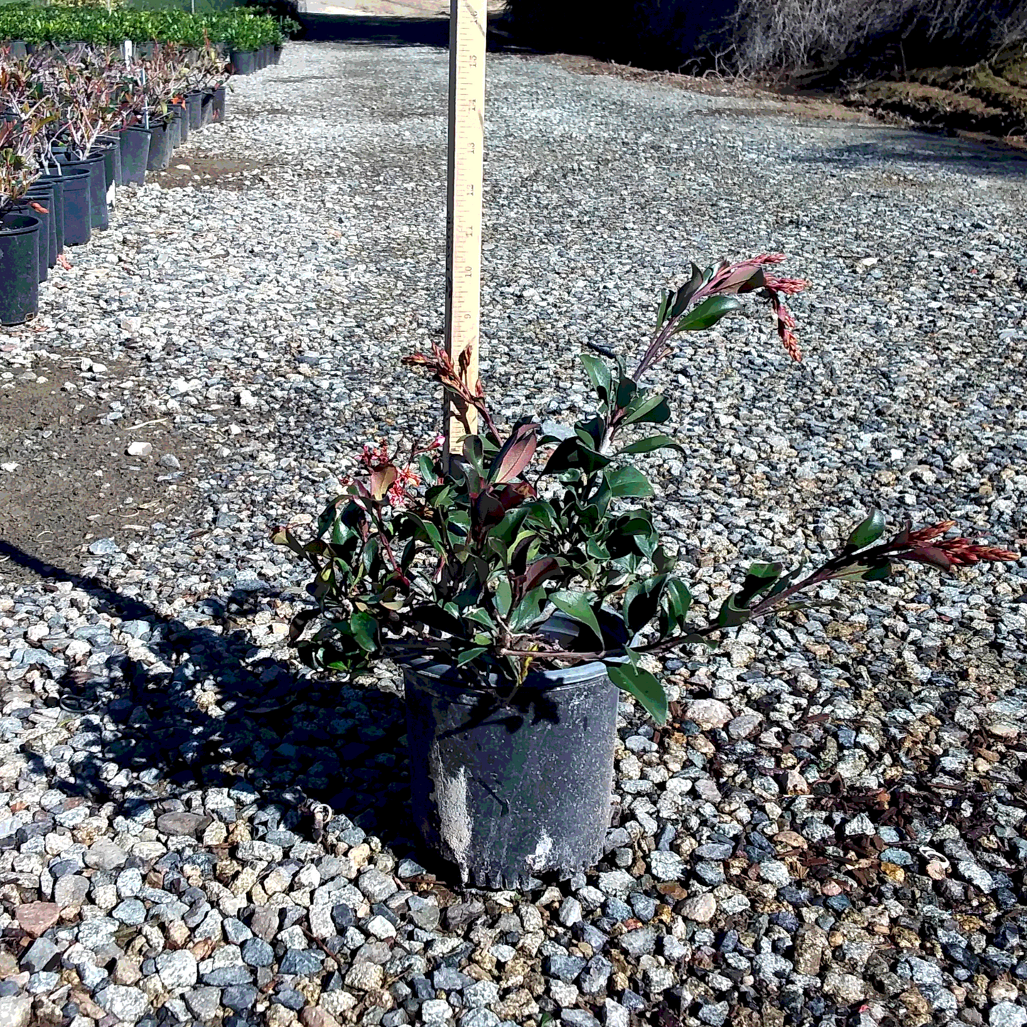 Indian Hawthorn 'Pink Dancer' - 1 Gallon - #3471