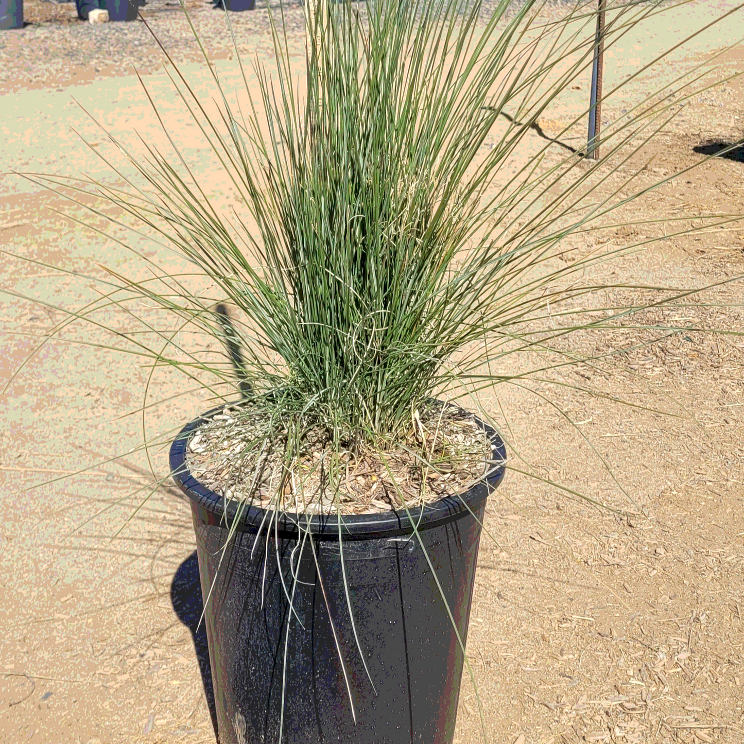 Pink Muhly Grass - 5 Gallon - #30302
