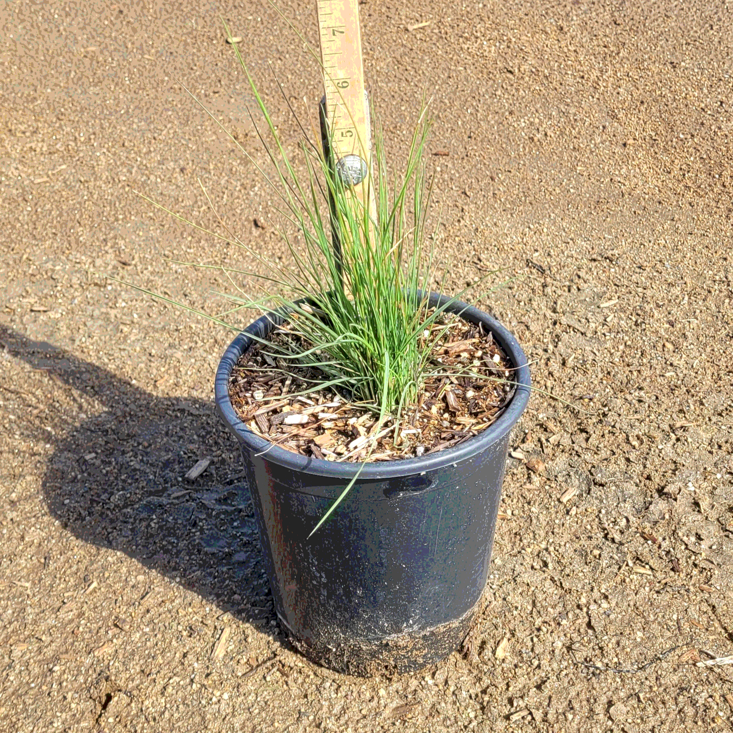 Pink Muhly Grass - 1 Gallon - #31603