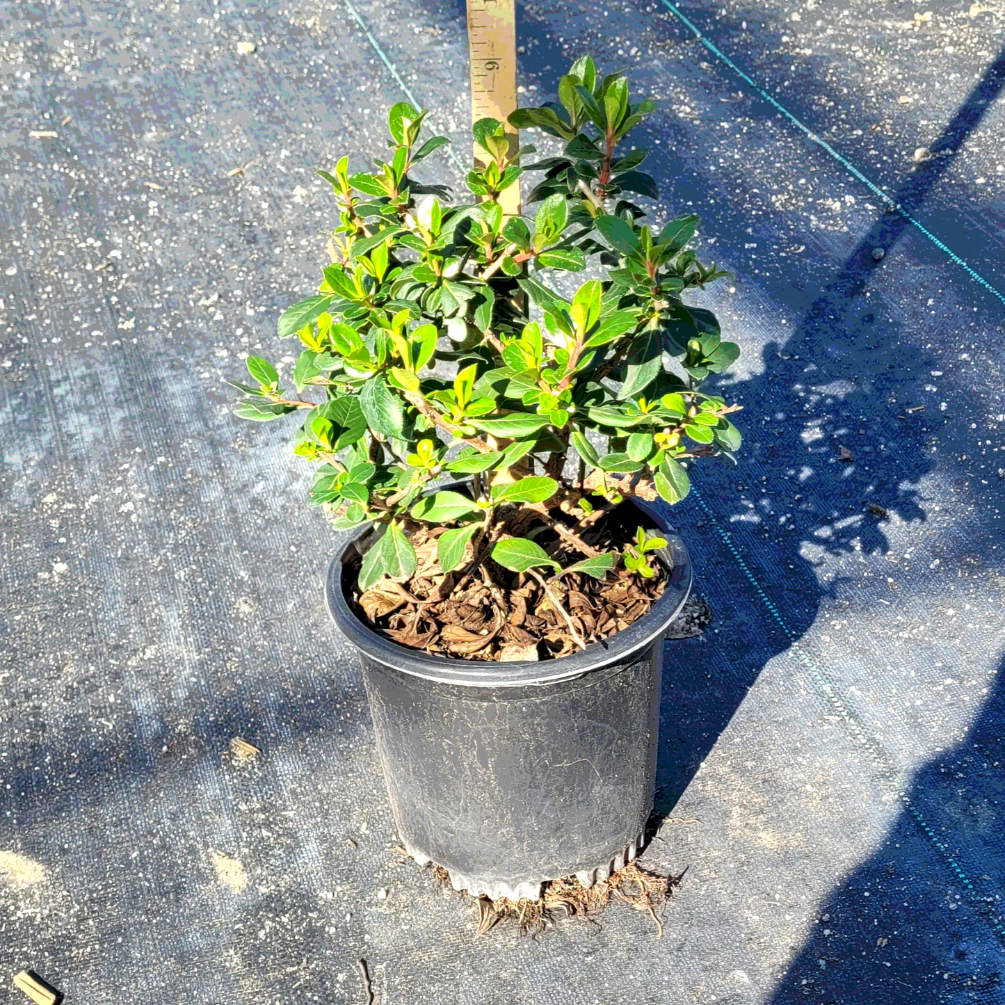 Escallonia 'Pink Princess' - 1 Gallon - #3593