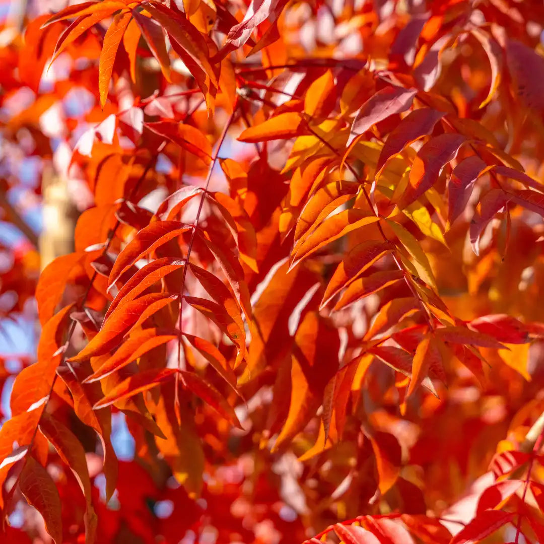 Red Push Chinese Pistache - 25 Gallon - #20373