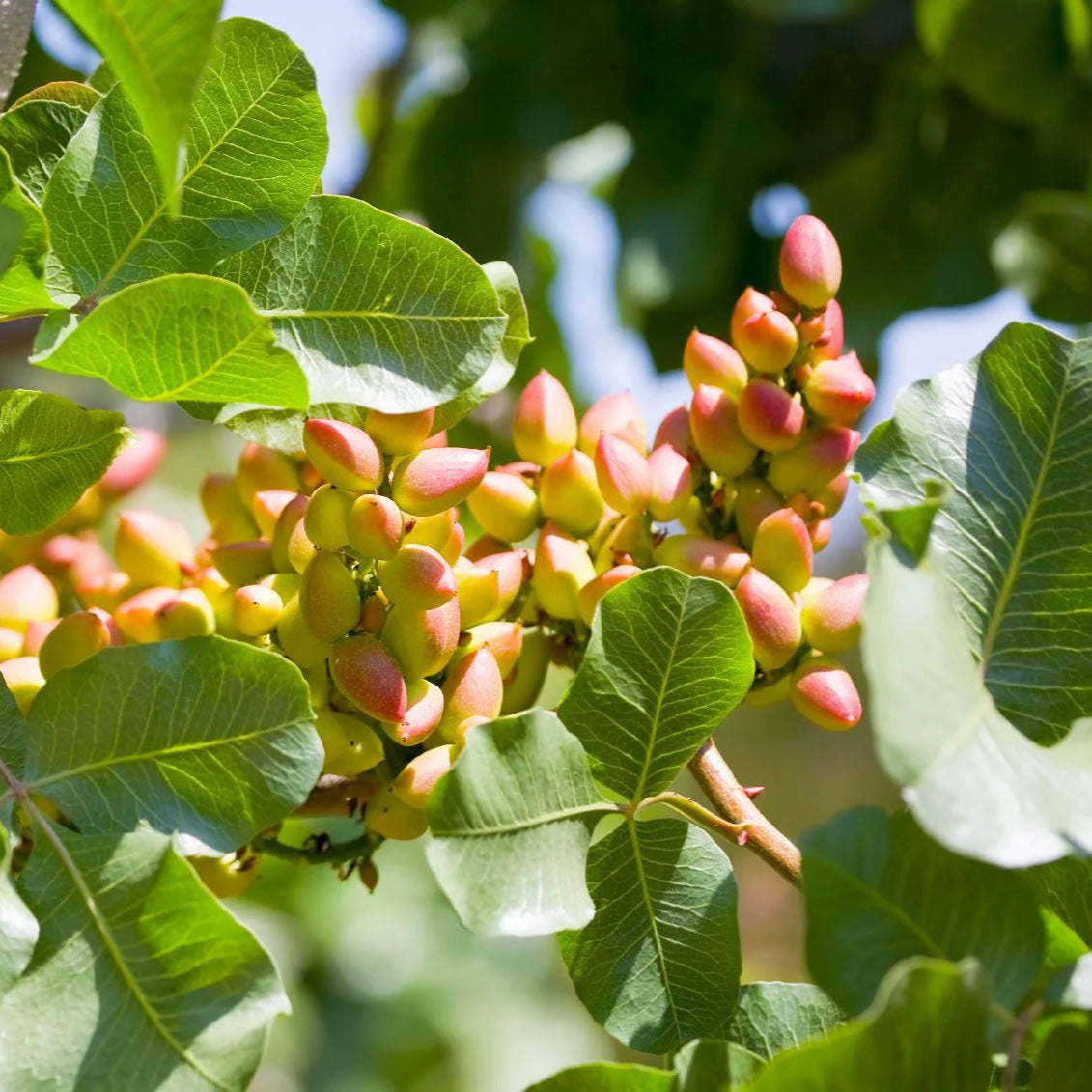 Pistachio Male 24" Bag - 2019 - #