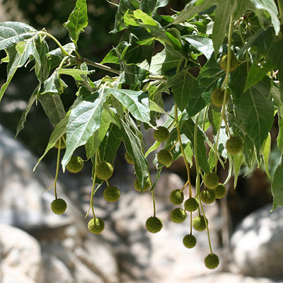 Arizona Sycamore - 15 Gallon - #6374