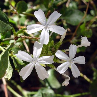 Plumbago 'White' - 5 Gallon - #31198