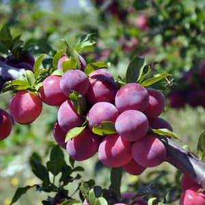 Methley Plum - 5 Gallon - #17747