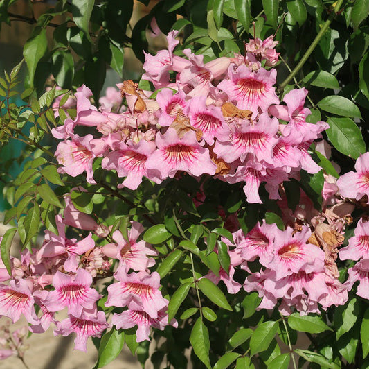 Pink Trumpet Vine - 3 Gallon - #32946
