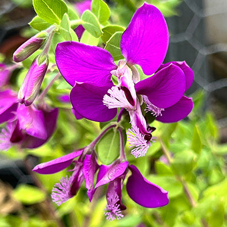 Sweet Pea Shrub - 5 Gallon - #3469