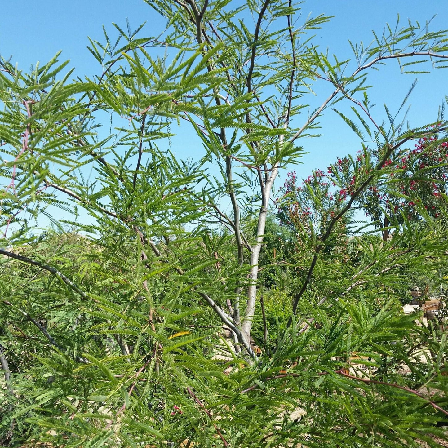 Chilean Mesquite - 15 Gallon - #2809