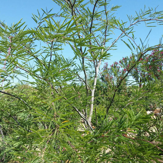 Chilean Mesquite - 15 Gallon - #2809