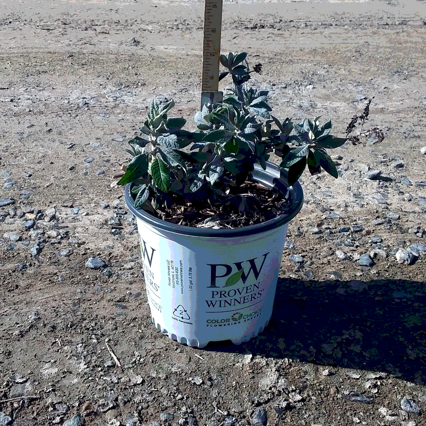 Butterfly Bush 'Pugster Blue' - 8 Inch - #31929