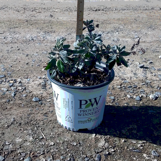 Butterfly Bush 'Pugster Blue' - 8 Inch - #31929