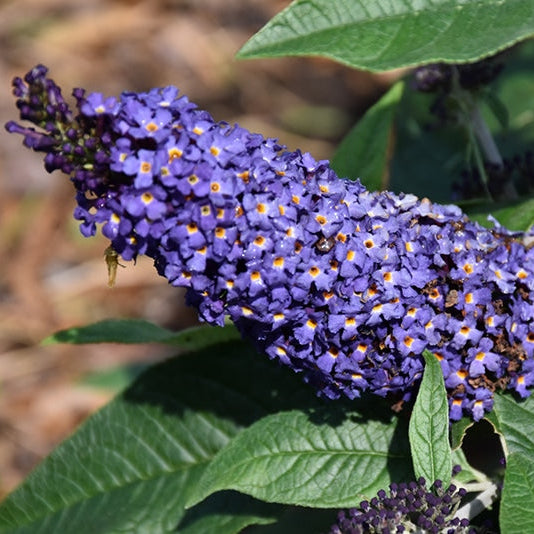 Butterfly Bush 'Pugster Blue' - 8 Inch - #31929