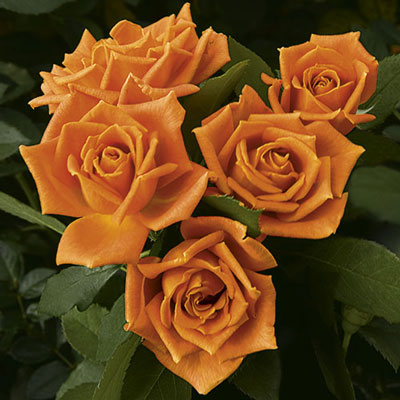 Rose Pumpkin Patch - Floribunda - TNP - #27441