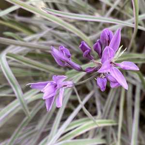 Purpleicious Society Garlic - 1 Gallon - #28326