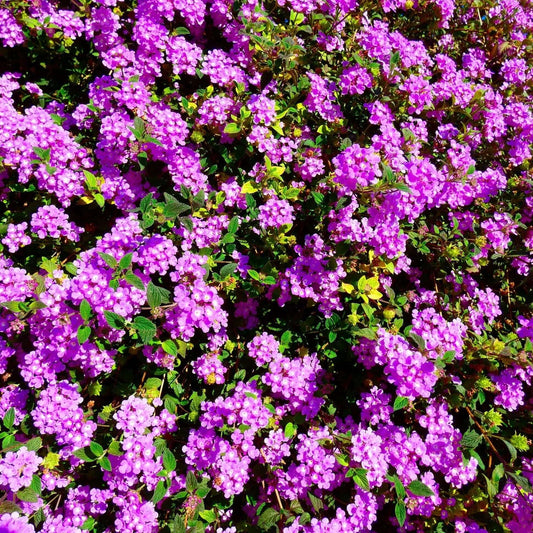 Lantana 'Super Purple' - 5 Gallon - #31939
