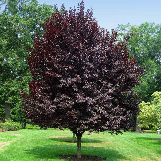 Purple Flowering Plum - 15 Gallon - #625