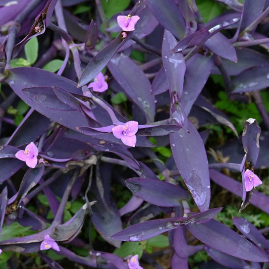 Purple Heart 'Wandering Jew' - 1 Gallon - #19290