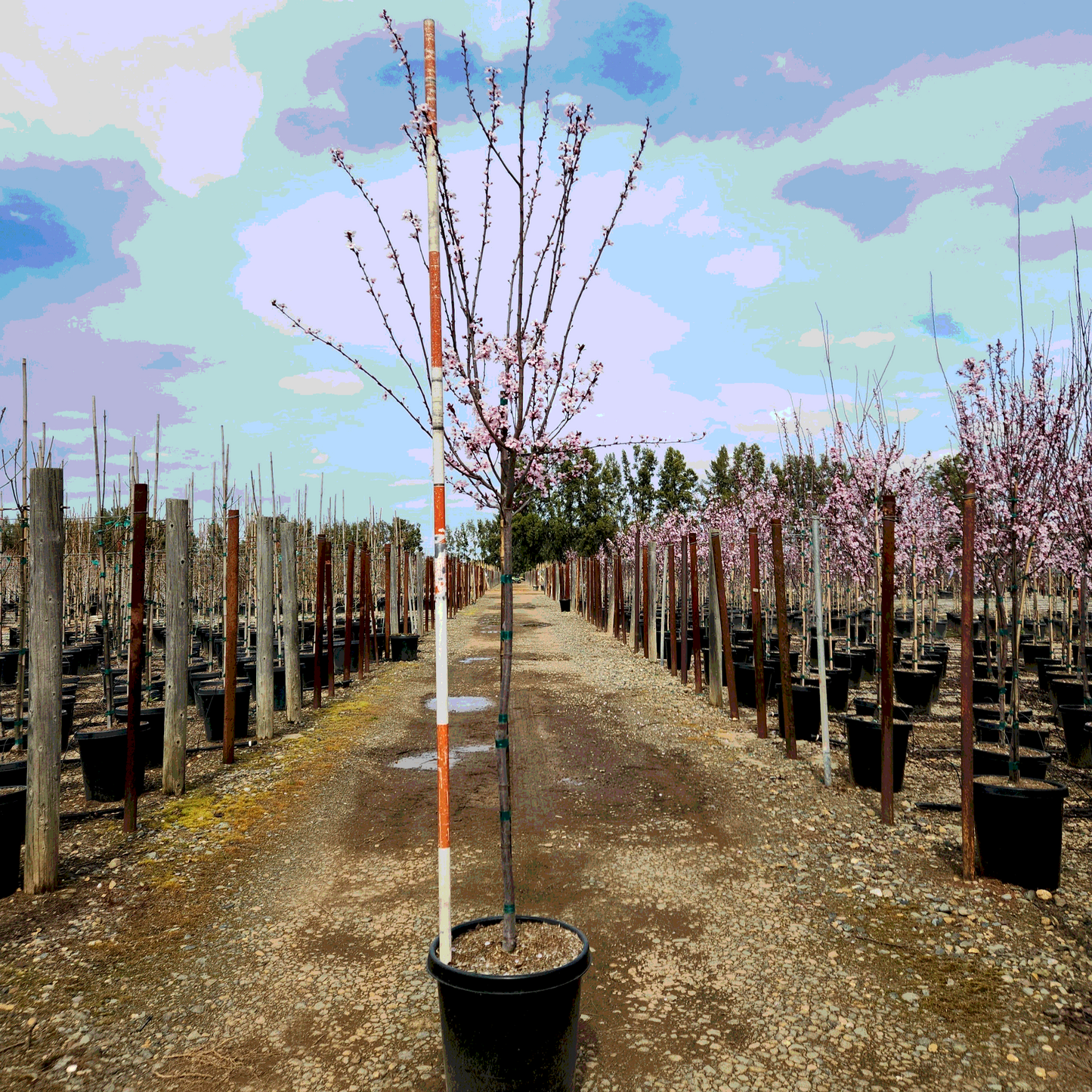 Purple Flowering Plum - 15 Gallon - #625