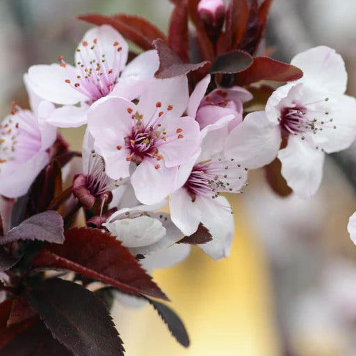 Purple Flowering Plum Grow Bag - #31706