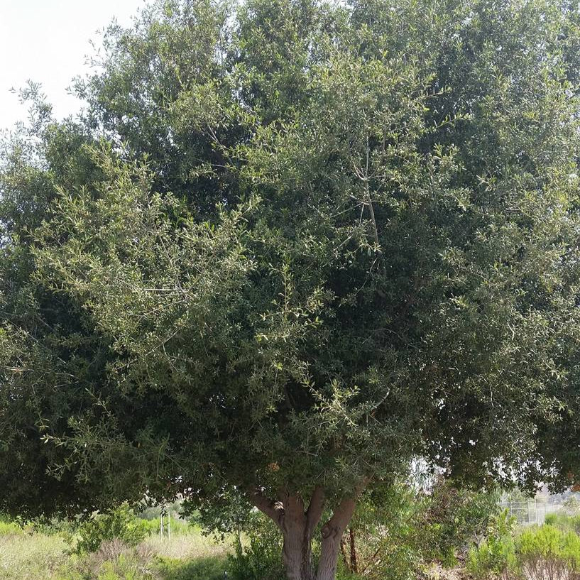 Southern Live Oak - 5 Gallon - #665