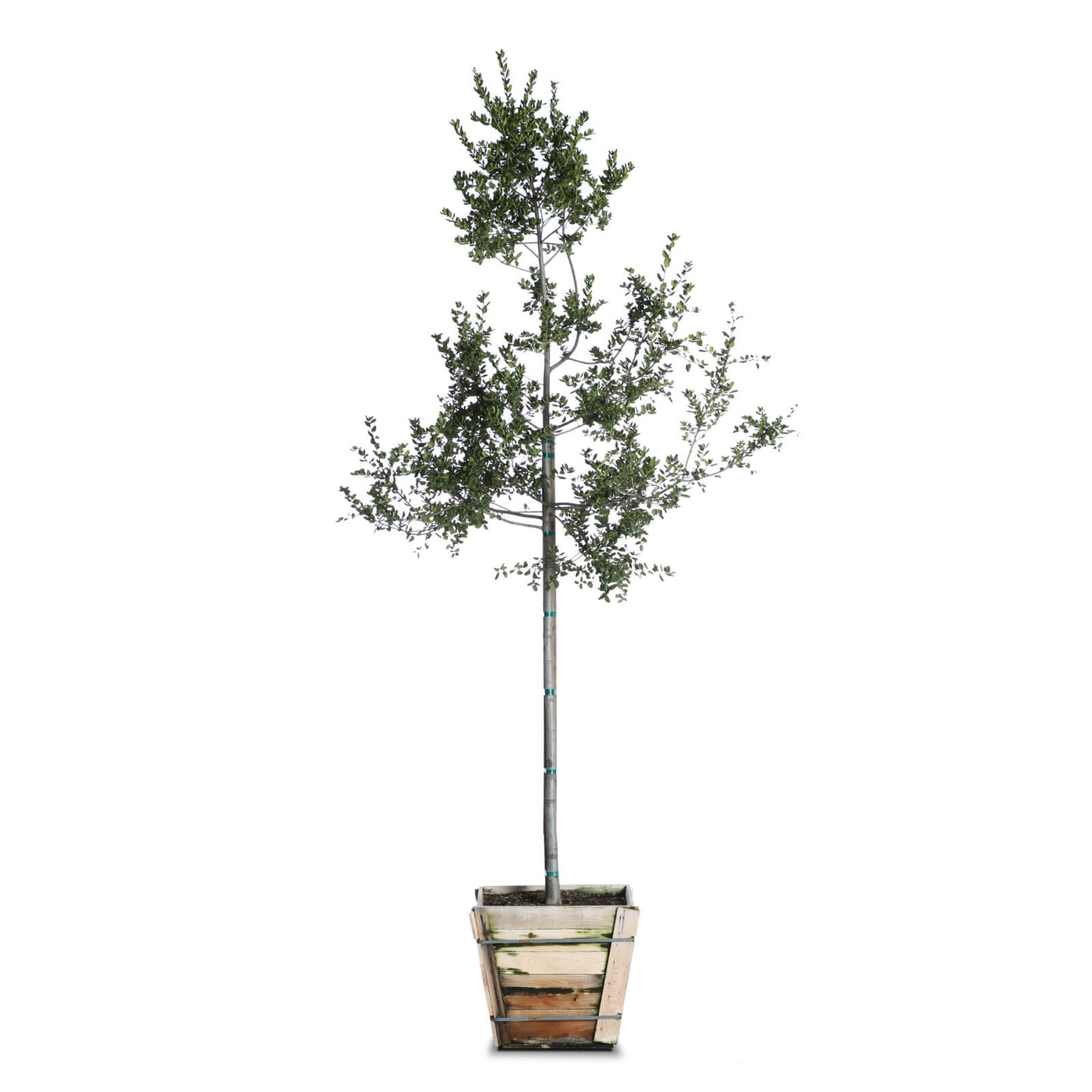 Plant Rental 25 Gallon Plus