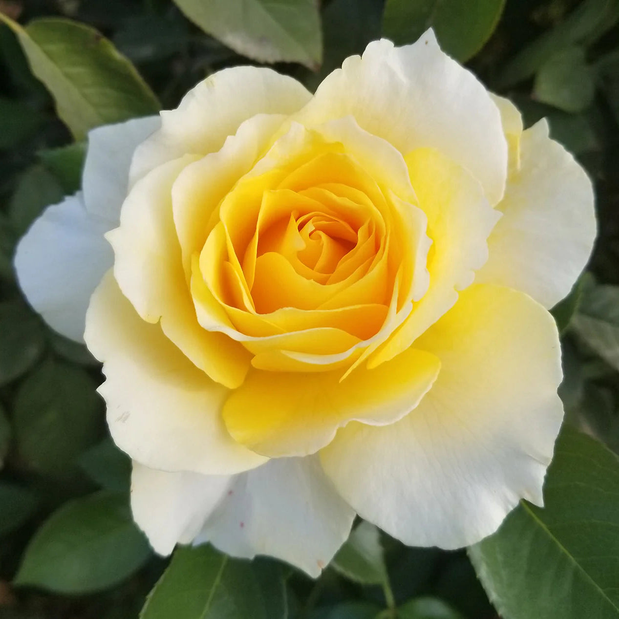 Rose Tree Quest for Zest - 36" - 7 Gallon - #32602