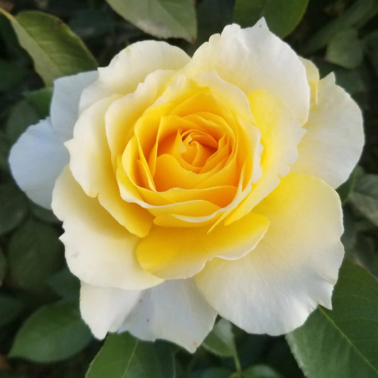 Rose Tree Quest for Zest - 36" - 7 Gallon - #32602