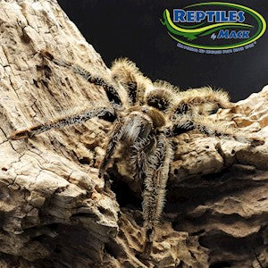 Tarantula Curly Hair - #27776