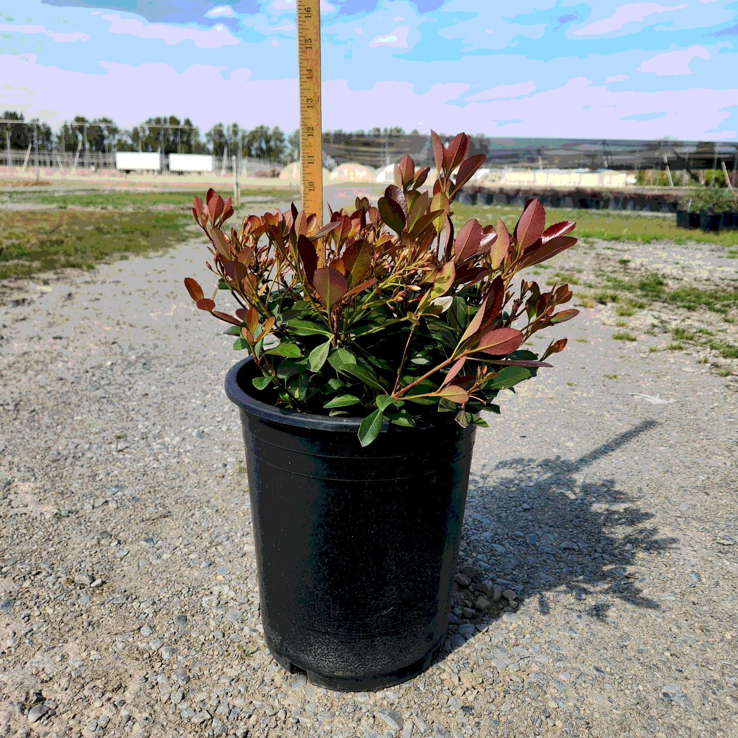 Hawthorn Indian 'Clara' - 5 Gallon - #167