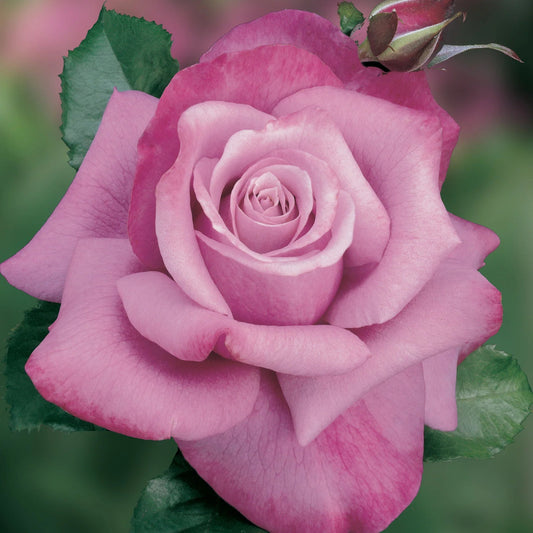 Rose Barbara Streisand - Hybrid Tea - TNP - #27816