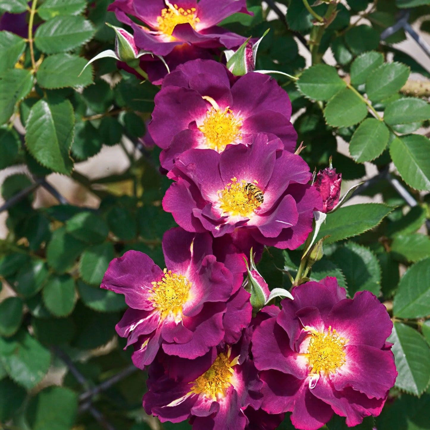 Rose Stormy Weather - Climber - TNP - #27817