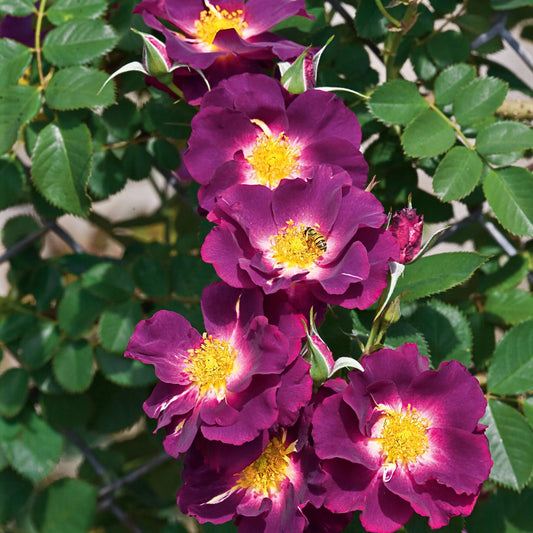 Rose Stormy Weather - Climber - TNP - #27817