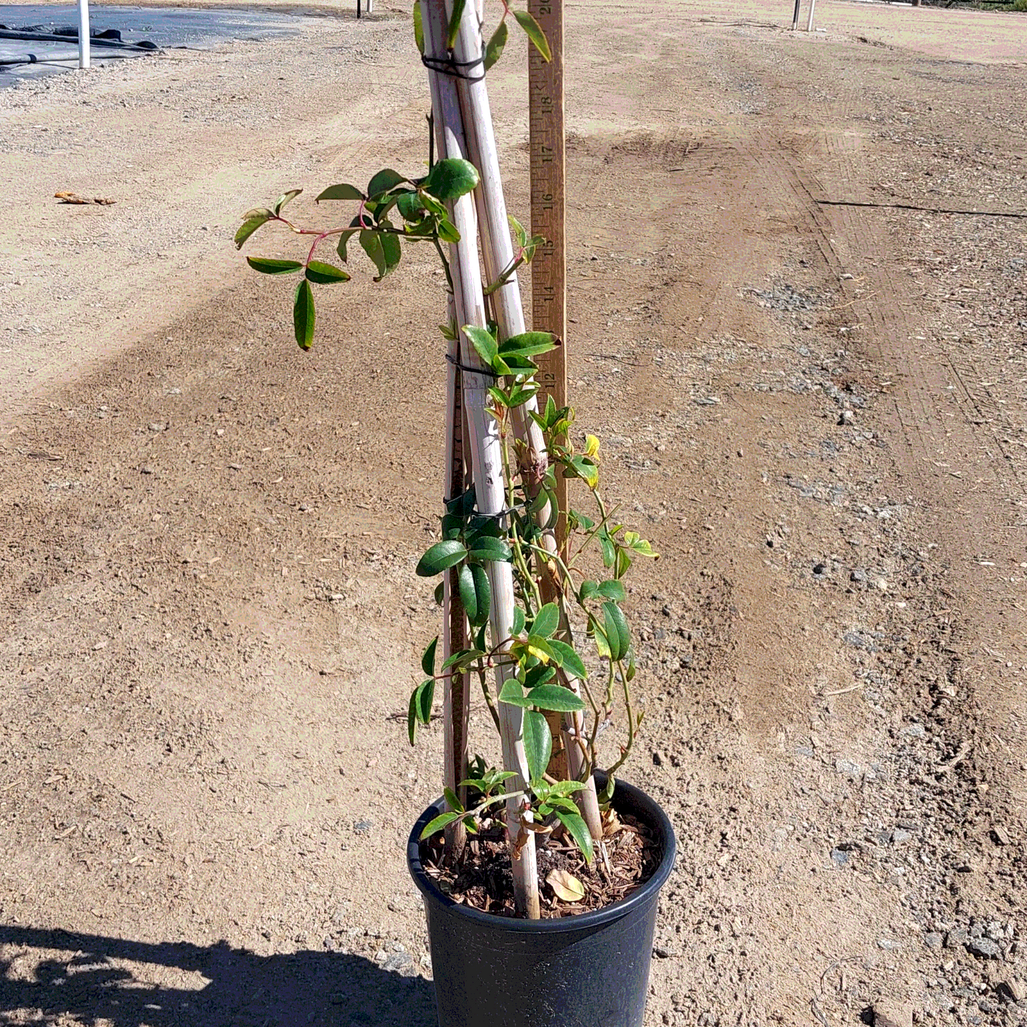 Rose 'White Lady Banks' Staked - 1 Gallon - #607