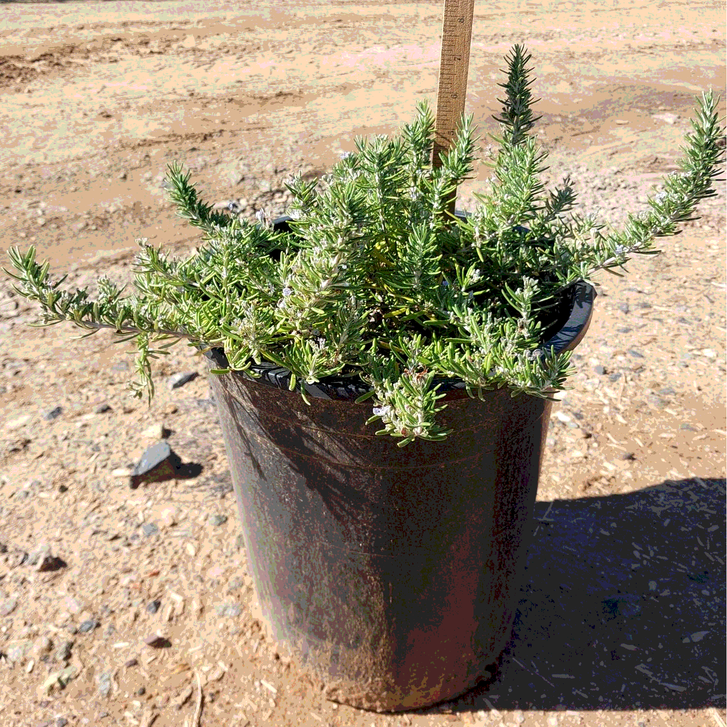 Huntington Carpet Rosemary - 5 Gallon - #17638