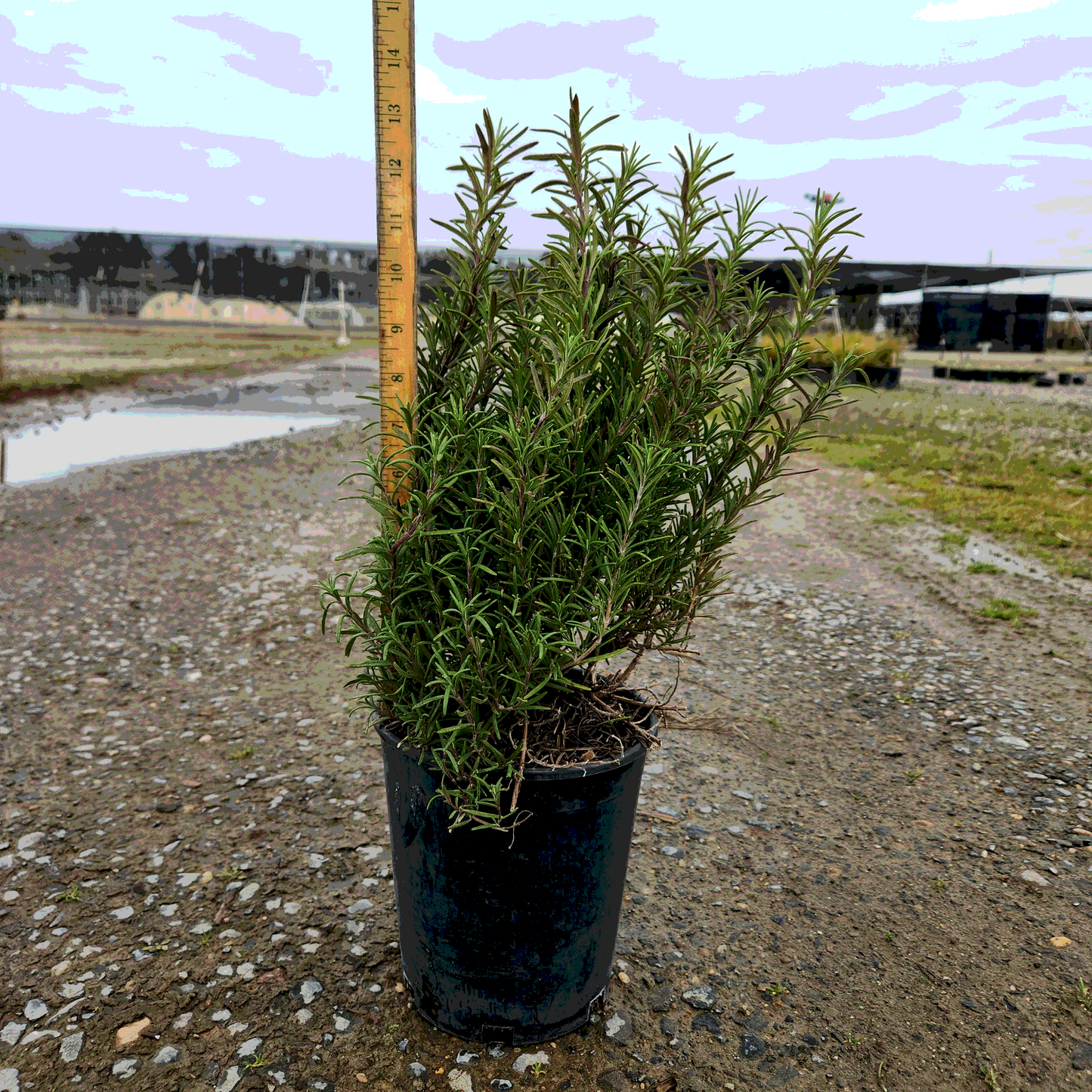 Rosemary 'Upright Tuscan Blue' - 1 Gallon - #7547