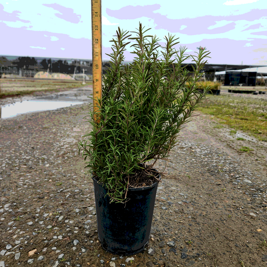 Rosemary 'Upright Tuscan Blue' - 1 Gallon - #7547