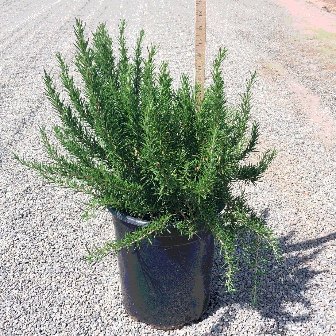 Upright Tuscan Blue Rosemary - 5 Gallon - #15097