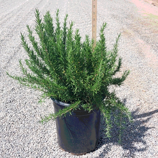 Upright Tuscan Blue Rosemary - 5 Gallon - #15097