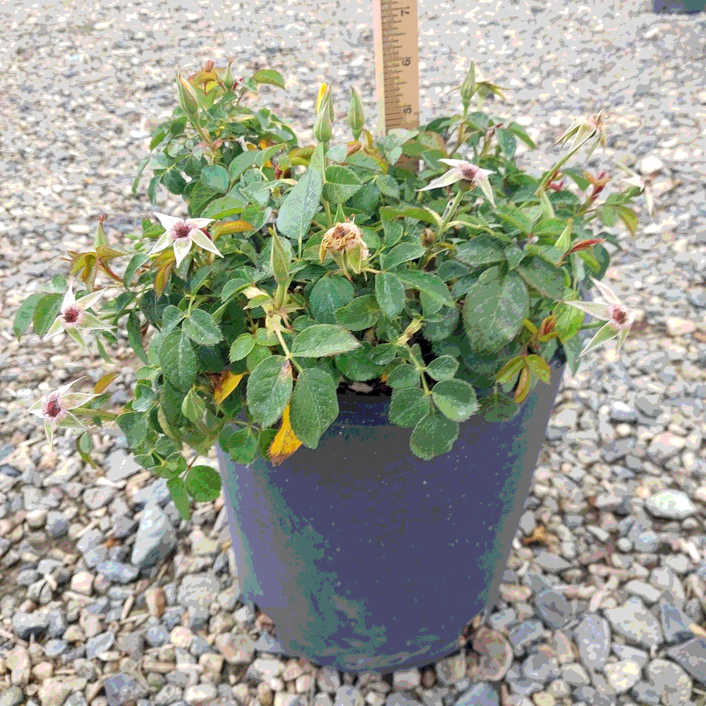 Sunny Knock Out Rose - 2 Gallon - #32948
