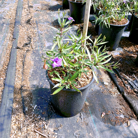 Purple Showers Mexican Petunia  - 5 Gallon - #30351
