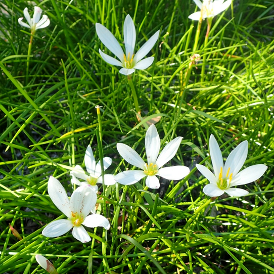 Rain Lily - 1 Gallon - #3774