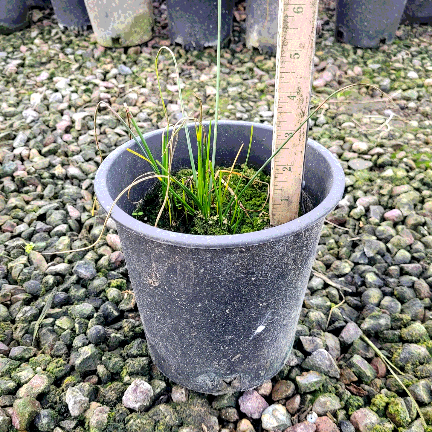Rain Lily - 1 Gallon - #3774