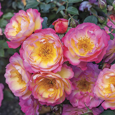 Rose Rainbow Happy Trails - TNP - Ground Cover - Tops in Pots