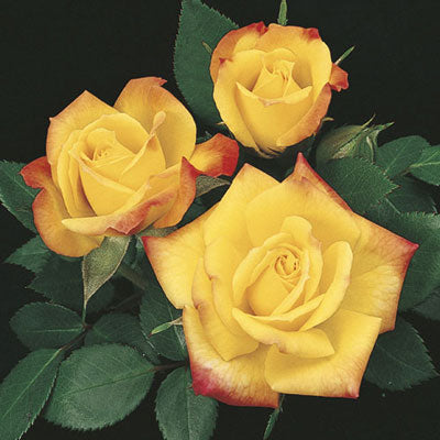 Rose Rainbow's End-Tops in Pots